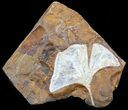 Fossil Ginkgo Leaf From North Dakota - Paleocene #58988-1